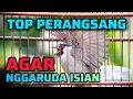 Lagu KUTILANG GACOR NGGARUDA SUARA TOP UNTUK MERANGSANG KUTILANG LAIN AGAR CEPAT GARUDA