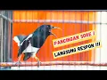 Download Lagu 🔴Kacer bongkar isian kapas tembak dan platuk beras, cocok buat pancingan Kacer lain.. !!
