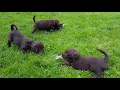 PuppyFinder com So Entertaining