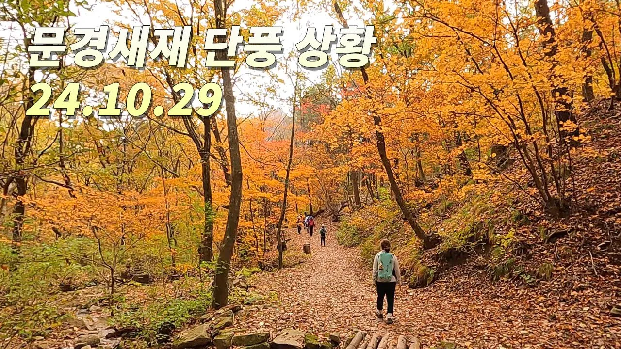 🥇🥈 우리나라에서 꼭 가봐야 할 관광지 1위 🍁🍁 문경새재 단풍 상황 24.1029 サムネイル