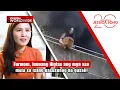 Furmom, inunang iligtas ang mga aso mula sa isang nasusunog na gusali! | Kapuso Mo, Jessica Soho