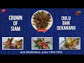 Download Lagu Crown of Siam❗Dahulu Dan Sekarang❗Review Singkat ❗Ga Pake Cameramen❗