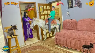 عمر جاب حمار ودخله البيت عند امه عمر نصر 