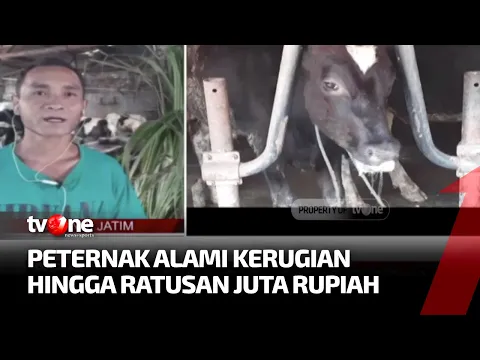 PMK Meluas, Gara-gara Sapi India?