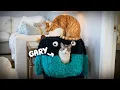 Watch This Before Ordering Temu Cat Products
