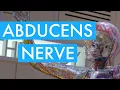 ABDUCENS NERVE PATHWAY Neurology CRANIAL NERVE VI