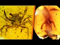 Download Lagu 5 vreemde prehistorische wezens gevonden in barnsteen - Deel 2