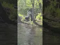 Boy attacked by beaver at New Jersey park
