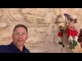Spitting Camel
