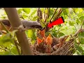 Download Lagu Burung Shrike Ekor Panjang sedang memberi makan bayi-bayinya