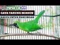 Download Lagu Tembakan keras Cucak Ijo Mini 💯 Pancingan Paling Cepat Bunyi/Respon 💯Ampuh Download Lagu Tembakan keras Cucak Ijo Mini 💯 Pancingan Paling Cepat Bunyi/Respon 💯Ampuh