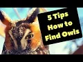 Download Lagu How to find owls | birdwatching