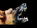 Download Lagu Dog barking sound continuously mp3 || bhaiya choudhary2635