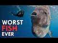 Download Lagu Sunfish: The Pancake of the Sea