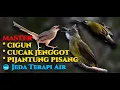 Download Lagu MASTER CIGUN CUCAK JENGGOT PIJANTUNG PISANG Jeda Terapi Air