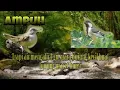 Download Lagu Ampuh Trapi air mengalir dgn suara burung kecil buat burung macet bunyi