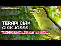 MASTERAN KECIAL KUNING LOMBA SUARA CIAK CIAK JOSS || TERAPI KECIAL KUNING MALAS BUNYI