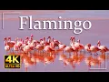 Lagu Pink Flamingo 4K Video Ultra HD | Most Beautiful Birds in the World