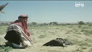 أخبار الإمارات مدينة العين واحة يزيد عمرها على 300 عام تضم أكثر من 147 ألف نخلة في 550 مزرعة 