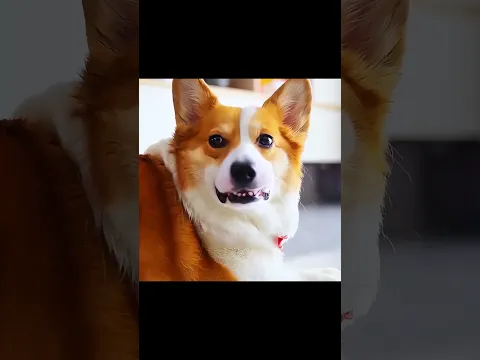 A Spider Bit This Dog… Then He Became Spider-Man! 🕷️🐶🕸️