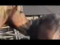 Horse breeding
