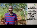 Download Lagu Creating generational wealth by growing miraa (khat)