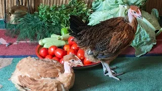 المحشي بالفراخ بنفس بطريقه امهاتنا زمان 