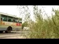 Lagu Marijuana taller than a bus grows on roadside in India