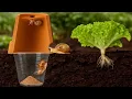 Download Lagu 🐌Trampa Casera y Fácil para Caracoles sin Matarlos