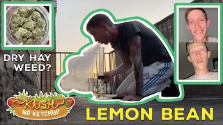 Lemon Bean Strain Review KUSH NO KETCHUP