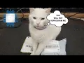 Download Lagu Postoproep gaat door!! Proxmark3 RFID-lezerprogrammeur! Cottie Catting!!