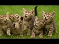 Download Lagu Adorable Kittens Playing on the Grass with Puppies, Bunnies, Ducklings \u0026 Hamsters – Cute Cat Meows
