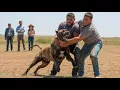 Download Lagu De gevaarlijkste hond ter wereld - Maak kennis met de Presa Canario!