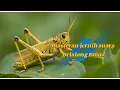 Download Lagu Suara belalang emas MASTERAN BURUNG SOGON/MURAI suara jernih