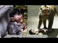 Download Lagu The mother monkey did not take care of the baby monkey, causing it to suffer a tragic end.