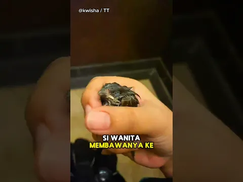 Burung yang Terluka & Wanita Baik Hati😇