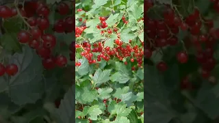 I Don T Want A Fancy Life Simple Homestead Garden 