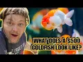 Thailand s Most Expensive Fancy Goldfish Bettas Touring An L A Based Importer Retail Shop