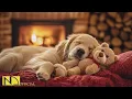 24 Hours of Dog Calming Music Anti-Separation Anxiety Relief Music Deep Sleep Calm No Ads