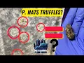Do Nats Produce Truffles Sclerotia Plus Top Fruiting Update
