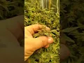 FREE SEEDS FROM NORTH ATLANTIC SEEDS