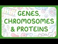 Genes Chromosomes Proteins Middle School Science