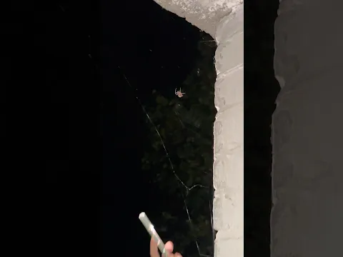 Накормили паука