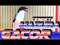 Download Lagu CENDET MADURA GACOR DOR FIGHTER | CENDET MANAPUN LANGSUNG BUNYI NAGEN