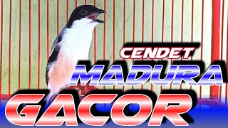 cendet madura gacor dor fighter cendet manapun langsung bunyi nagen