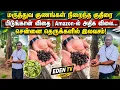 Kuthirai Pidukkan Available Free in Chennai Horseradish Amazon Is High Rate Eden TV Info