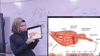 الصف الثالث الثانوي الحركة في الإنسان تركيب العضلة 