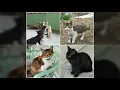 仍然記得嗰一次 lamma version