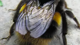 giant fat hairy bumble bee