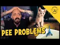 Download Lagu Why Does Your Cat Pee Out of the Litter Box?